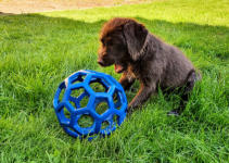 GOFIS erster Ball