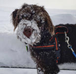 Gofi als Schneemann