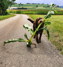 Vegetarische Beute