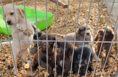 GOFI (Mitte) und einige seiner Geschwister