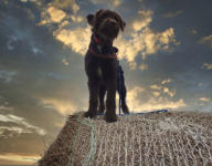 ... möglichst immer obenauf ...