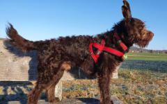 Gofi als Osterhase ☺