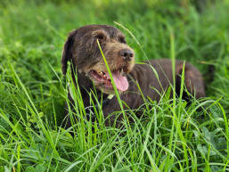 ...im kühlen Gras (Sommer 2024)